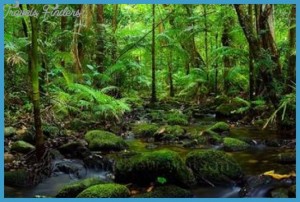 Cairns Aboriginal Cultural Daintree Rainforest Tour Travelsfinders