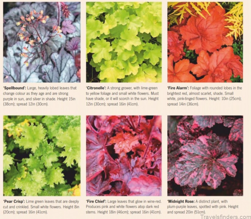painted by nature with their vibrant and varied leaves heucheras extend colour in borders throughout autumn and beyond 1