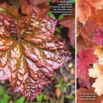 painted by nature with their vibrant and varied leaves heucheras extend colour in borders throughout autumn and beyond