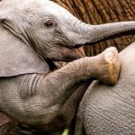 jabali ridge tanzania 1