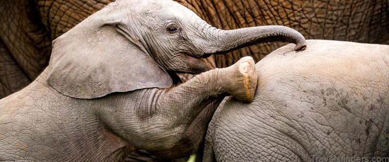 jabali ridge tanzania 1