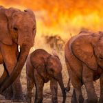 jabali ridge tanzania 7