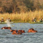 lower zambezi national park