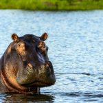 lower zambezi national park 4