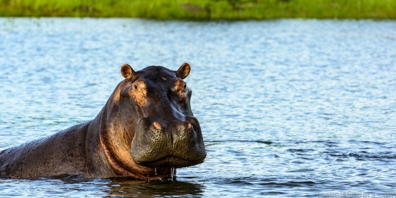 lower zambezi national park 4